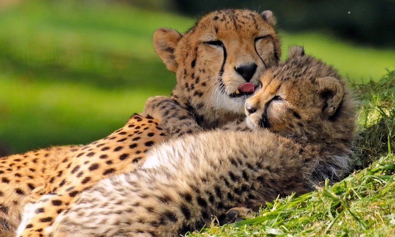Обои котенок, любовь, детеныш, гепарды, материнство, kitty, love, cub, cheetahs, motherhood разрешение 2560x1600 Загрузить