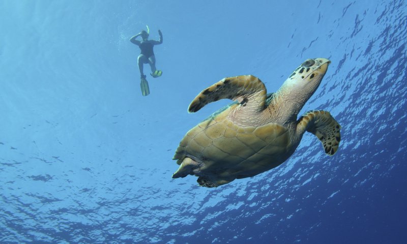 Обои вода, черепаха, плавание, frog legs, water, turtle, swimming разрешение 2524x1772 Загрузить
