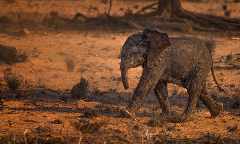 Обои животные, слон, слоненок, животно е, слоники, animals, elephant, elephants разрешение 2000x1329 Загрузить