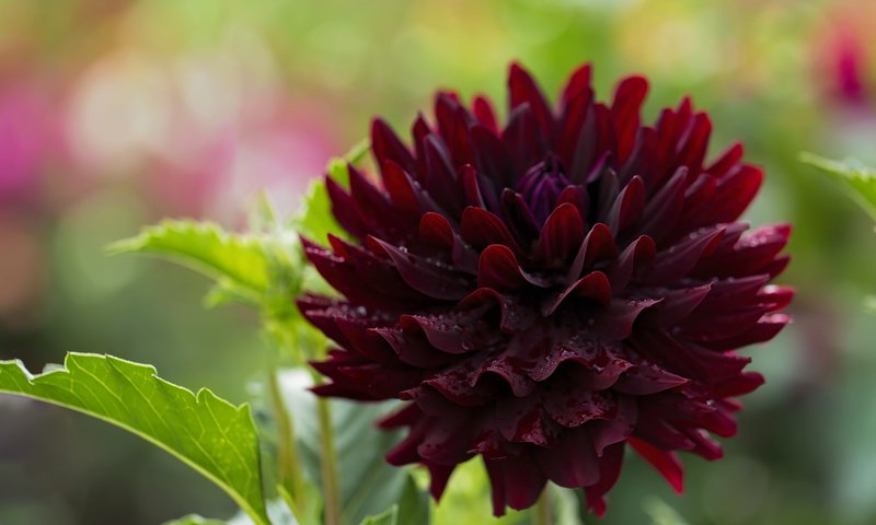 Обои макро, цветок, георгин, бордовый, macro, flower, dahlia, burgundy разрешение 2048x1365 Загрузить