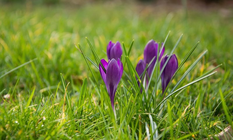 Обои цветы, трава, весна, крокусы, flowers, grass, spring, crocuses разрешение 6000x4000 Загрузить