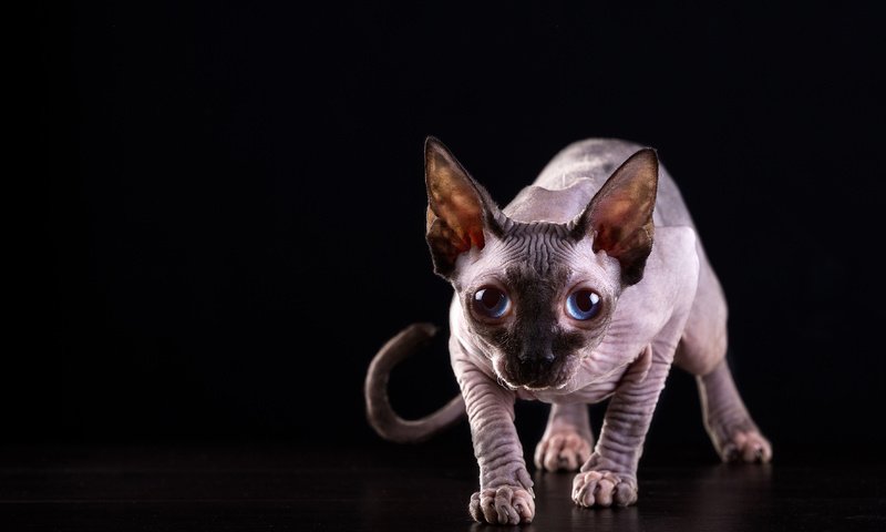Обои кот, мордочка, кошка, взгляд, черный фон, голубые глаза, сфинкс, cat, muzzle, look, black background, blue eyes, sphinx разрешение 4460x2973 Загрузить