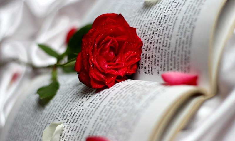 Обои цветок, роза, книга, flower, rose, book разрешение 1920x1080 Загрузить