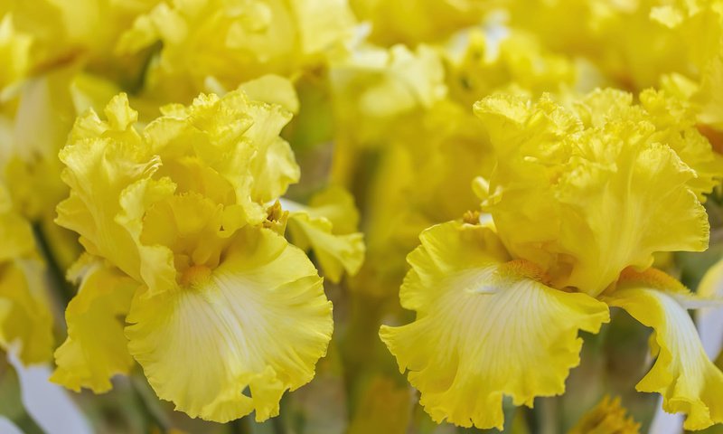 Обои цветы, макро, желтые, ирис, flowers, macro, yellow, iris разрешение 2048x1365 Загрузить