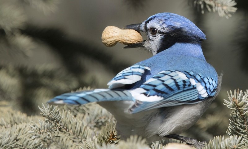 Обои ветка, хвоя, птица, клюв, перья, арахис, сойка, голубая сойка, branch, needles, bird, beak, feathers, peanuts, jay, blue jay разрешение 2048x1366 Загрузить