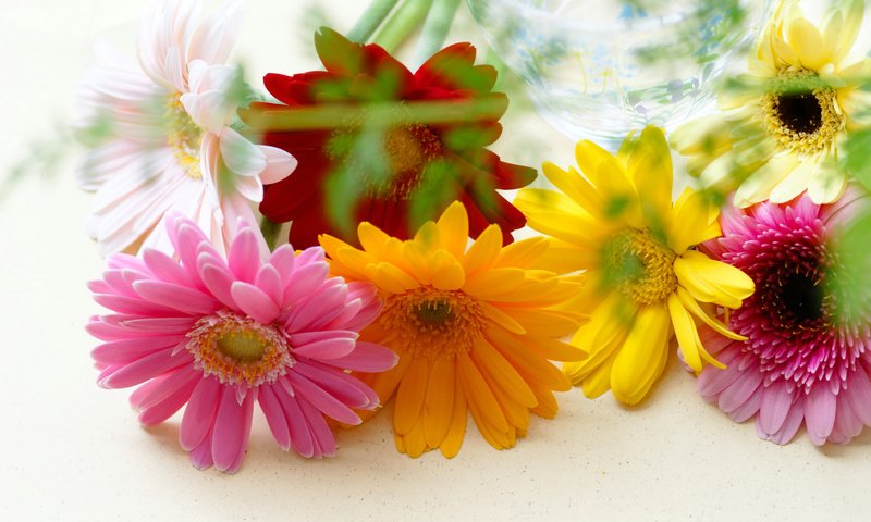 Обои цветы, разноцветные, герберы, flowers, colorful, gerbera разрешение 4272x2400 Загрузить