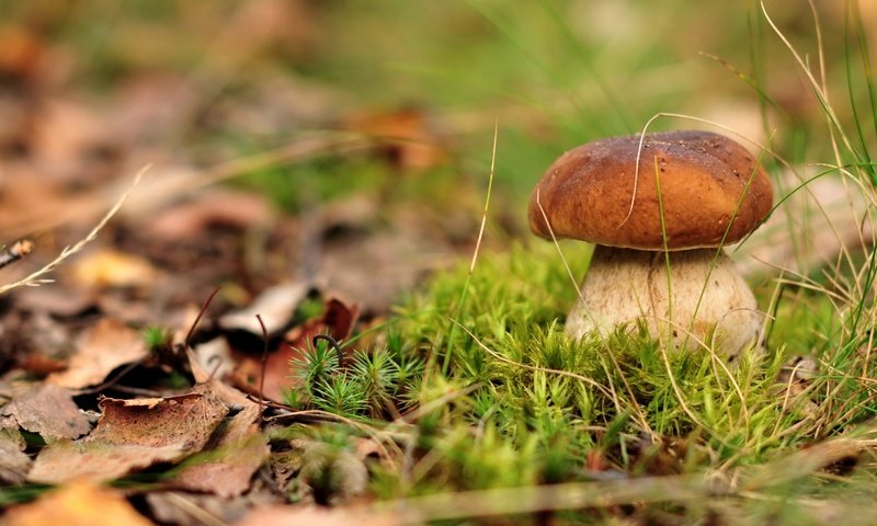 Обои гриб, мох, белый гриб, mushroom, moss, white mushroom разрешение 2500x1660 Загрузить