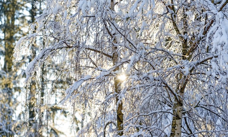 Обои свет, деревья, солнце, снег, зима, ветки, березы, light, trees, the sun, snow, winter, branches, birch разрешение 2600x1735 Загрузить