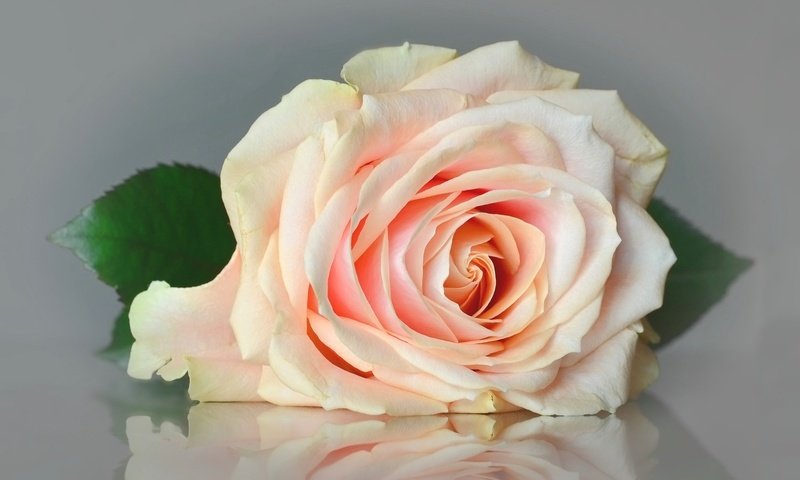 Обои макро, роза, бутон, macro, rose, bud разрешение 2048x1356 Загрузить