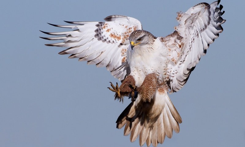 Обои полет, крылья, хищник, птица, орлан, flight, wings, predator, bird, orlan разрешение 2048x1327 Загрузить