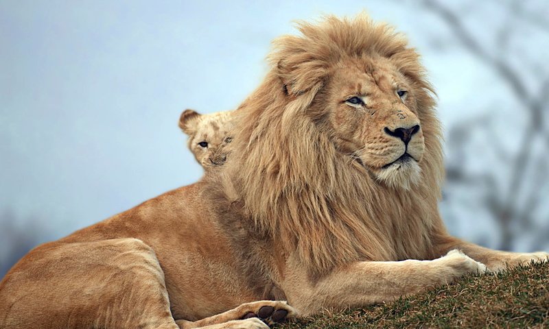 Обои природа, львы, звери, nature, lions, animals разрешение 2000x1114 Загрузить