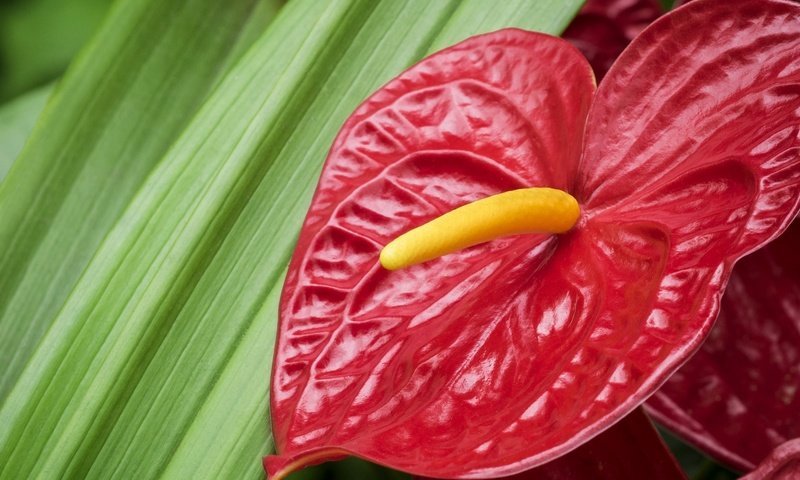 Обои макро, цветок, фламинго, красный, антуриум, macro, flower, flamingo, red, anthurium разрешение 2048x1355 Загрузить