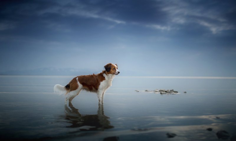 Обои море, взгляд, собака, друг, sea, look, dog, each разрешение 2048x1365 Загрузить