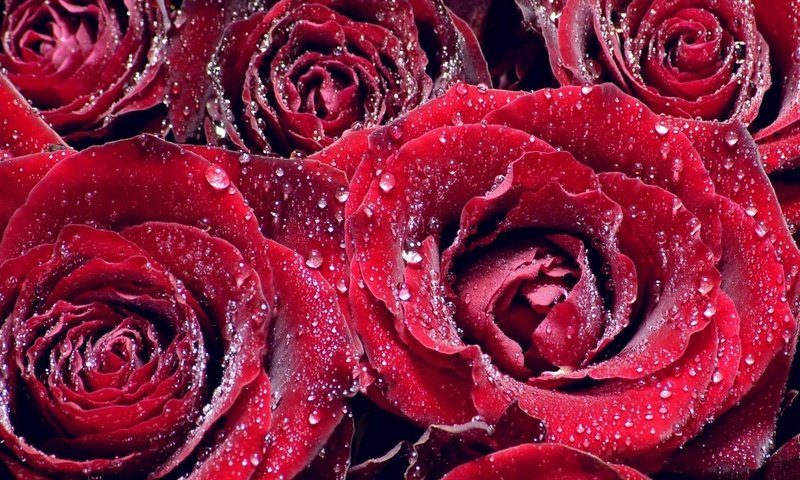 Обои цветы, роса, капли, розы, лепестки, капельки росы, крупным планом, flowers, rosa, drops, roses, petals, drops of dew, closeup разрешение 1920x1440 Загрузить
