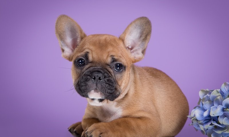 Обои мордочка, взгляд, щенок, гортензия, французский бульдог, muzzle, look, puppy, hydrangea, french bulldog разрешение 3000x1899 Загрузить