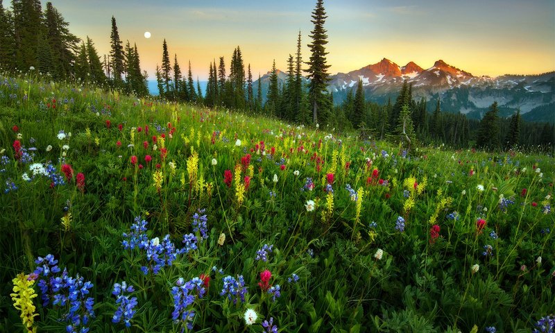 Обои горы, луг, полевые цветы, деревь, валлпапер, mountains, meadow, wildflowers, trees, wallpaper разрешение 1920x1277 Загрузить