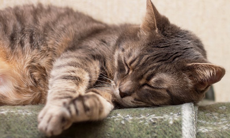 Обои кот, мордочка, спит, коты, лапки, дремлет, cat, muzzle, sleeping, cats, legs, sleep разрешение 3900x2601 Загрузить