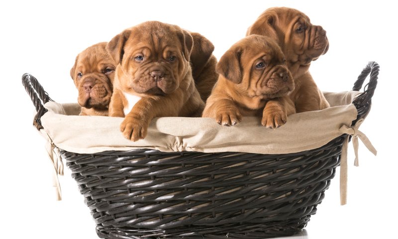 Обои щенки, корзинка, собаки, бордоский дог, puppies, basket, dogs, dogue de bordeaux разрешение 4496x3196 Загрузить