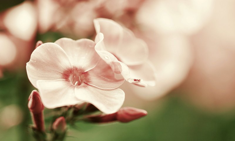 Обои цветок, лепестки, розовые, гортензия, flower, petals, pink, hydrangea разрешение 2048x1365 Загрузить