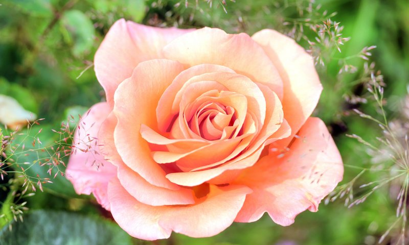 Обои макро, роза, лепестки, бутон, macro, rose, petals, bud разрешение 2048x1365 Загрузить
