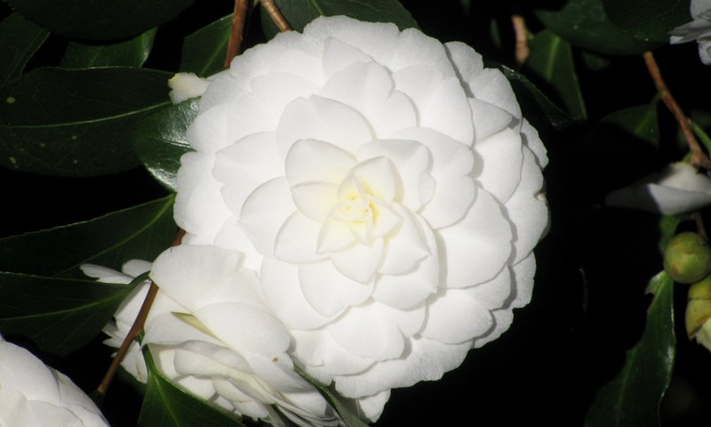 Обои цветы, цветение, белая, камелия, крупным планом, камелии, flowers, flowering, white, camellia, closeup разрешение 3000x2085 Загрузить