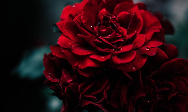 Обои макро, краcный, капелька, фон, цветок, капля, роза, красная, сад, дождь, macro, background, flower, drop, rose, red, garden, rain разрешение 2048x1362 Загрузить