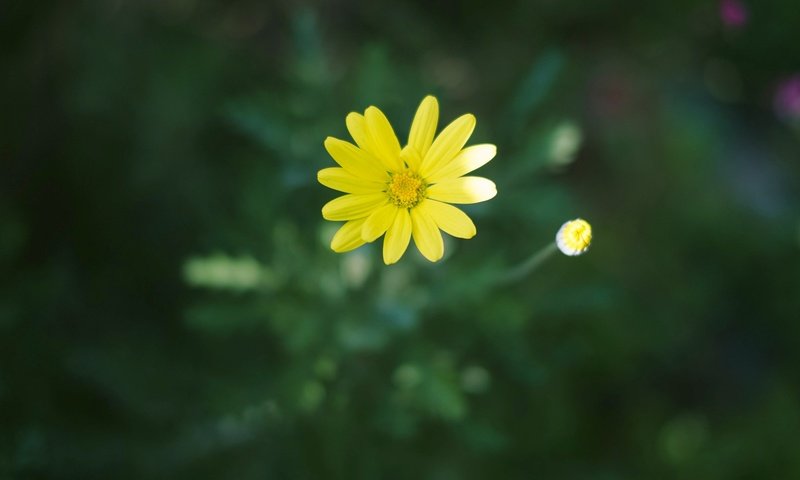 Обои цветок, лепестки, желтые, flower, petals, yellow разрешение 2048x1365 Загрузить