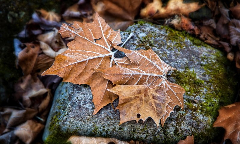 Обои природа, листья, осень, камень, кленовый лист, осенние листья, nature, leaves, autumn, stone, maple leaf, autumn leaves разрешение 2560x1592 Загрузить