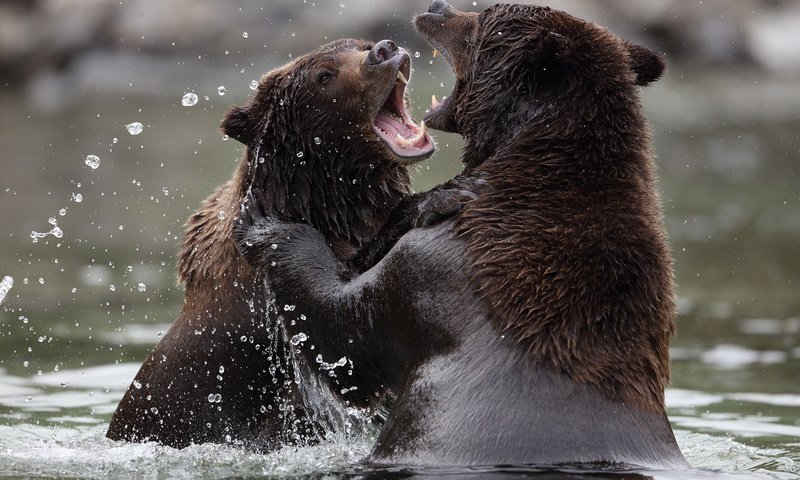 Обои вода, природа, медведи, аляска, бурый медведь, п, water, nature, bears, alaska, brown bear, p разрешение 2048x1365 Загрузить
