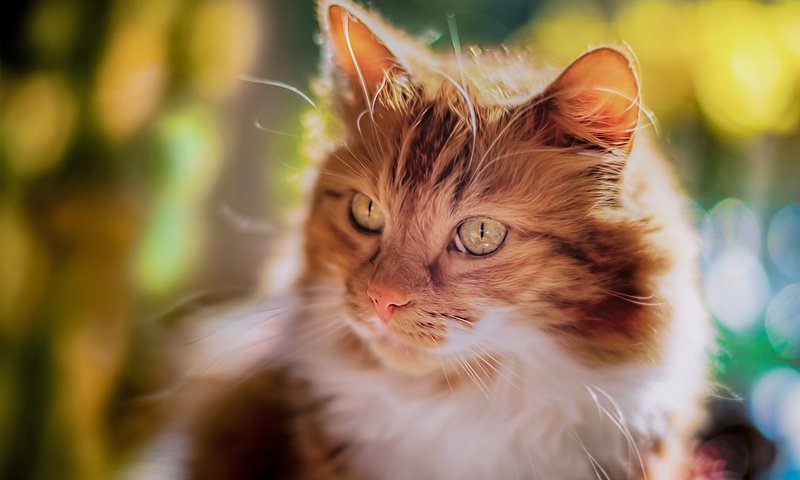 Обои глаза, фон, кот, усы, кошка, взгляд, рыжий, eyes, background, cat, mustache, look, red разрешение 1920x1200 Загрузить