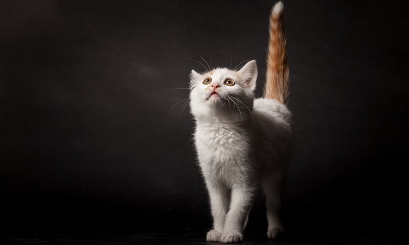 Обои поза, кошка, взгляд, котенок, темный фон, хвост, pose, cat, look, kitty, the dark background, tail разрешение 2048x1152 Загрузить