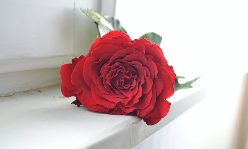 Обои фон, цветок, роза, background, flower, rose разрешение 1920x1200 Загрузить