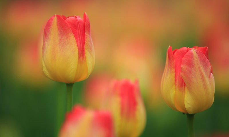 Обои бутоны, макро, тюльпаны, боке, buds, macro, tulips, bokeh разрешение 2048x1365 Загрузить