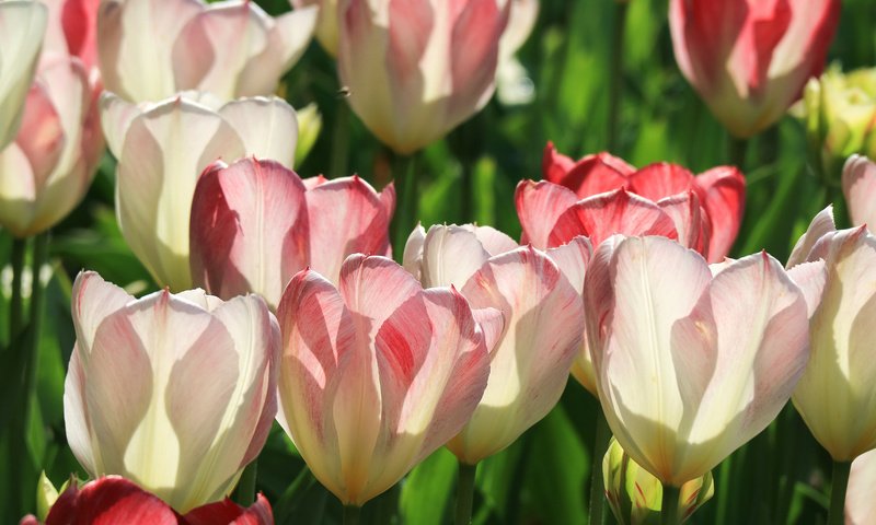 Обои свет, цветы, бутоны, макро, лепестки, весна, тюльпаны, light, flowers, buds, macro, petals, spring, tulips разрешение 2048x1365 Загрузить