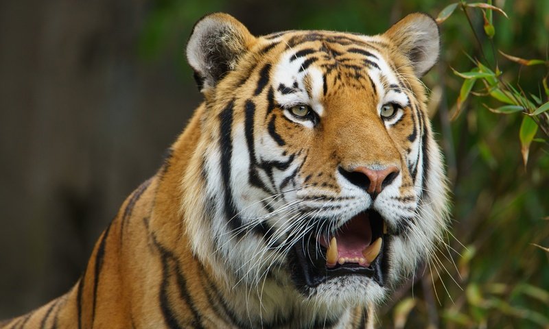 Обои тигр, морда, хищник, дикая кошка, амурский тигр, tiger, face, predator, wild cat, the amur tiger разрешение 2880x1845 Загрузить