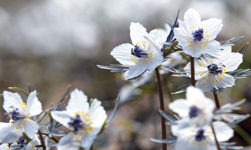 Обои цветы, цветение, макро, лепестки, весна, белые, flowers, flowering, macro, petals, spring, white разрешение 1920x1080 Загрузить