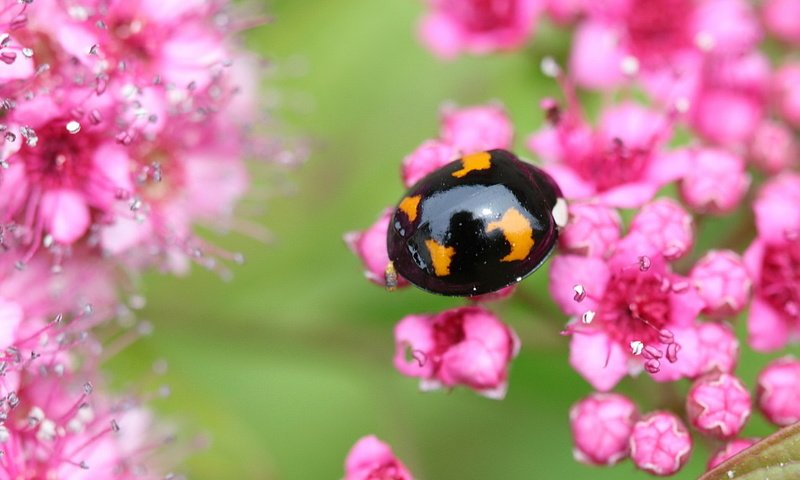 Обои цветы, жук, макро, насекомое, божья коровка, flowers, beetle, macro, insect, ladybug разрешение 2048x1152 Загрузить
