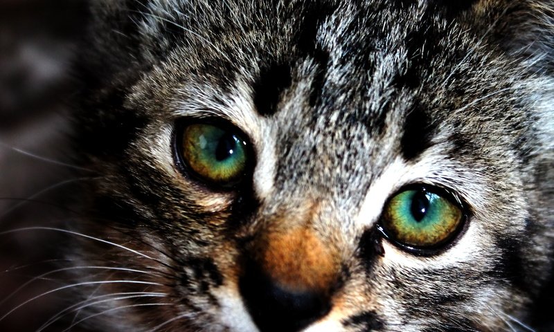 Обои глаза, мордочка, кошка, котенок, eyes, muzzle, cat, kitty разрешение 3456x5184 Загрузить