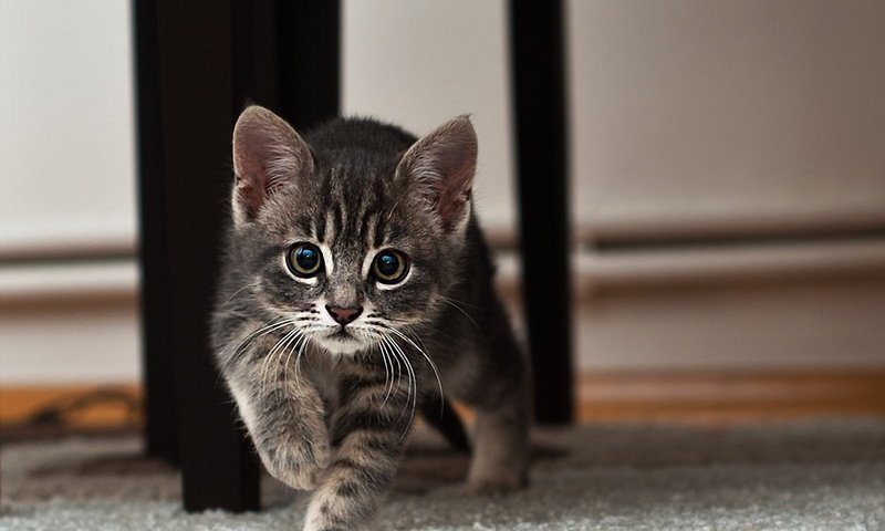 Обои глаза, мордочка, кошка, взгляд, котенок, ушки, eyes, muzzle, cat, look, kitty, ears разрешение 1920x1200 Загрузить