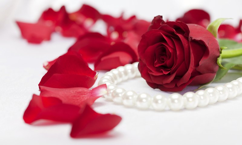 Обои цветок, роза, лепестки, ожерелье, жемчуг, flower, rose, petals, necklace, pearl разрешение 6000x4000 Загрузить