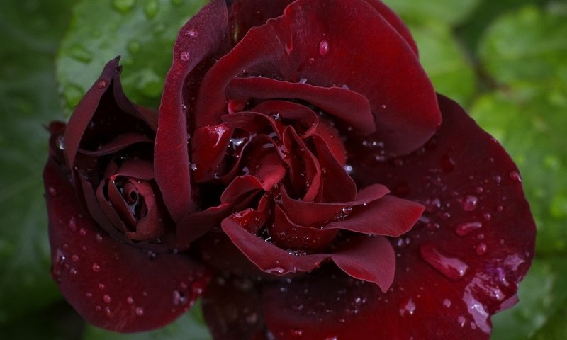 Обои цветок, капли, роза, бордовая, flower, drops, rose, burgundy разрешение 1920x1200 Загрузить