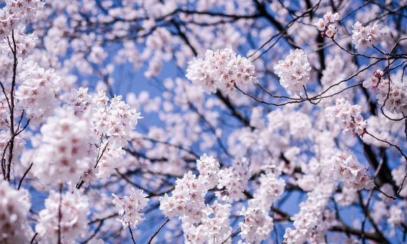 Обои небо, вишня, цветы, сакура, дерево, синее, цветение, мацумото, макро, префектура нагано, ветки, япония, размытость, the sky, cherry, flowers, sakura, tree, blue, flowering, matsumoto, macro, nagano prefecture, branches, japan, blur разрешение 2048x1356 Загрузить