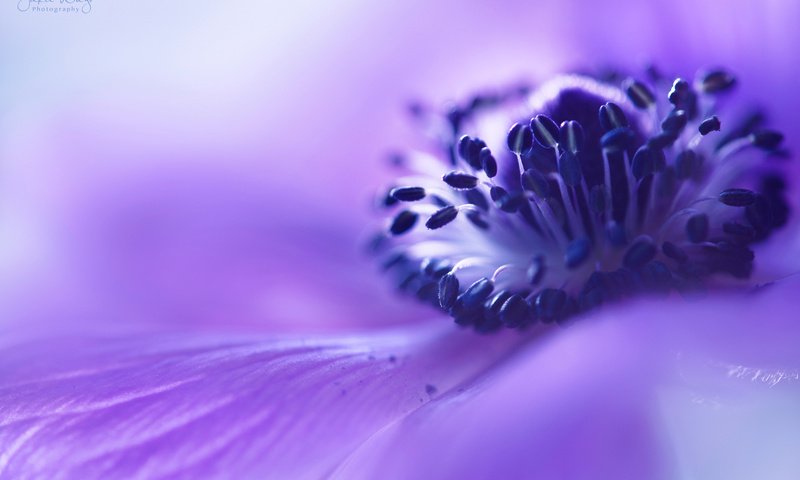 Обои макро, цветок, размытость, сиреневый, анемона, macro, flower, blur, lilac, anemone разрешение 2048x1365 Загрузить
