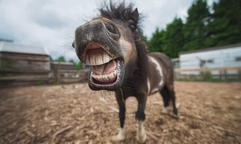 Обои морда, лошадь, портрет, животное, пони, конь, ракурс, shetland, face, horse, portrait, animal, pony, view разрешение 1920x1283 Загрузить