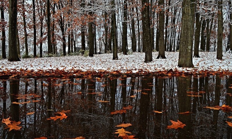 Обои снег, листья, зима, отражение, парк, осень, первый снег, snow, leaves, winter, reflection, park, autumn, the first snow разрешение 2017x1356 Загрузить