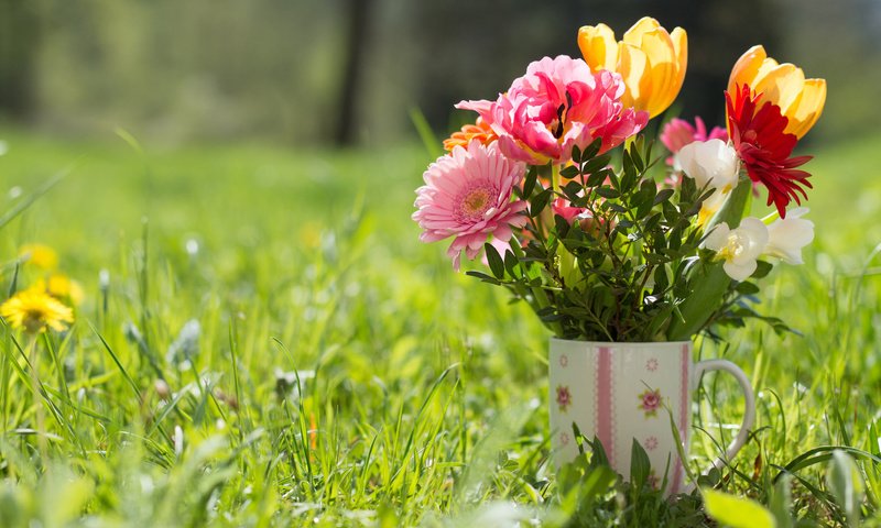 Обои трава, кружка, букет, тюльпаны, герберы, grass, mug, bouquet, tulips, gerbera разрешение 2048x1362 Загрузить