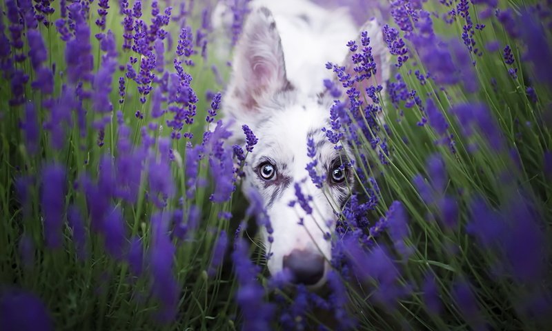 Обои цветы, лаванда, взгляд, собака, бордер-колли, cirilla, alicja zmysłowska, flowers, lavender, look, dog, the border collie разрешение 1920x1280 Загрузить