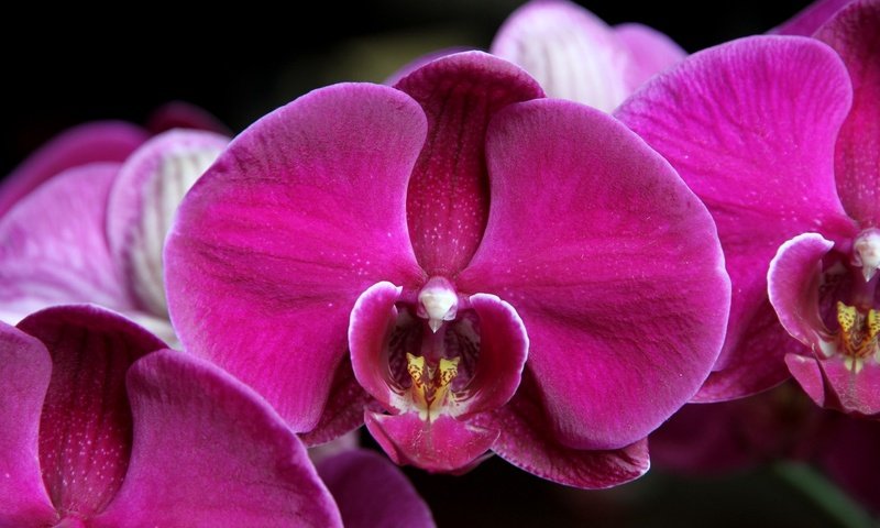 Обои макро, лепестки, орхидея, фаленопсис, малиновый, macro, petals, orchid, phalaenopsis, raspberry разрешение 2048x1365 Загрузить