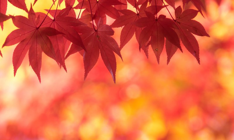 Обои природа, листья, осень, клен, кленовый лист, осенние листья, багряный, nature, leaves, autumn, maple, maple leaf, autumn leaves, scarlet разрешение 2048x1362 Загрузить