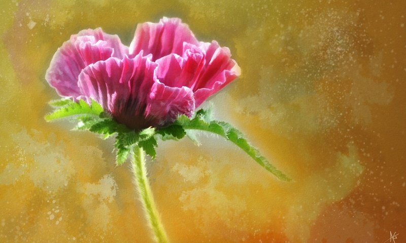 Обои цветок, мак, бутон, розовый, flower, mac, bud, pink разрешение 3000x1927 Загрузить